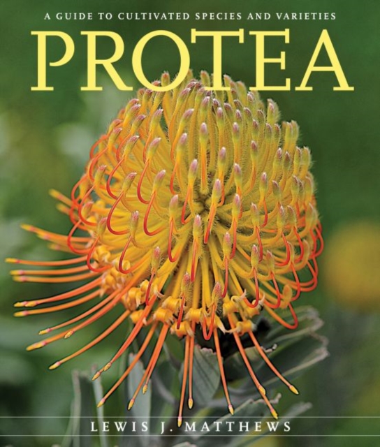 Protea : A Guide to Cultivated Species and Varieties, Paperback / softback Book