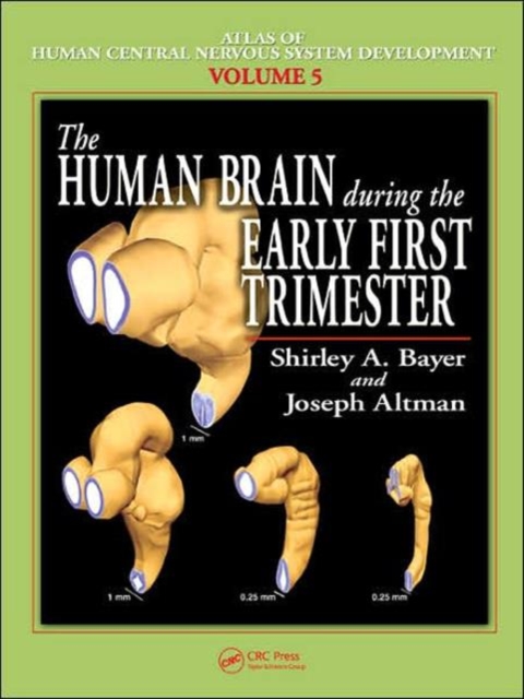 The Human Brain During the Early First Trimester, Hardback Book