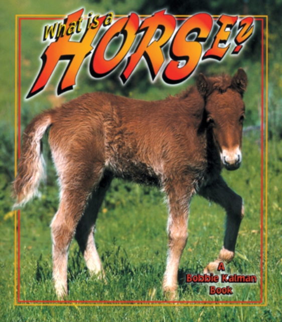 What Is A Horse?, Paperback / softback Book