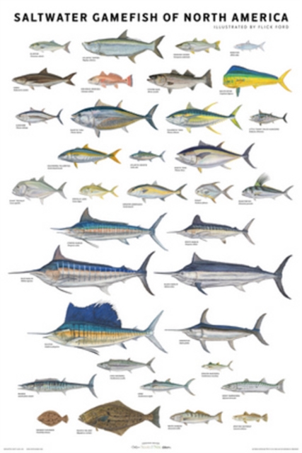 Saltwater Gamefish of North America Poster, Poster Book