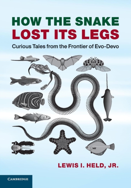 How the Snake Lost its Legs : Curious Tales from the Frontier of Evo-Devo, Paperback / softback Book