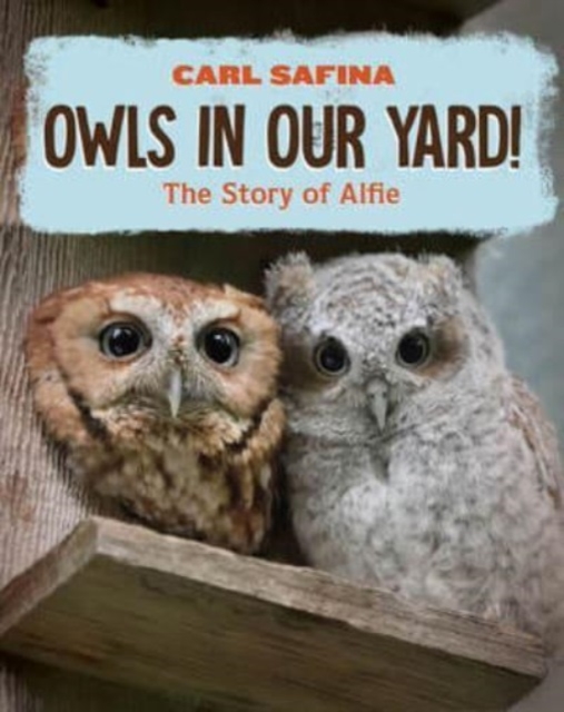Owls in Our Yard! : The Story of Alfie, Hardback Book