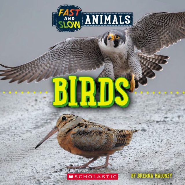 Fast and Slow: Birds (Wild World), Paperback Book