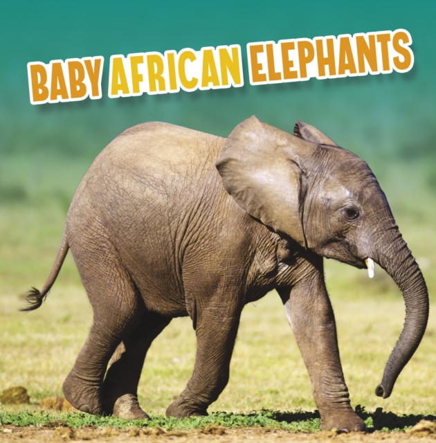 Baby African Elephants, Paperback / softback Book