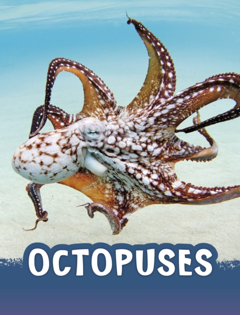 Octopuses, Paperback / softback Book