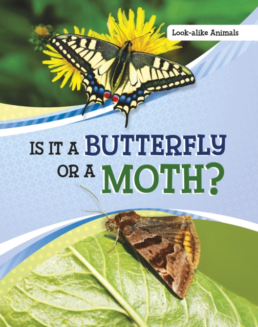 Is It a Butterfly or a Moth?, Paperback / softback Book
