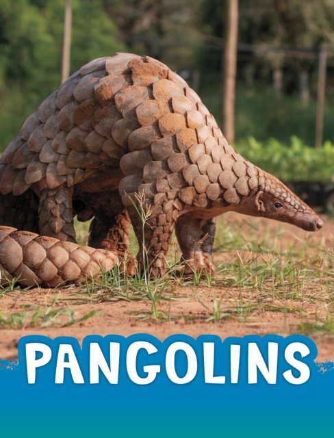 Pangolins, Paperback / softback Book