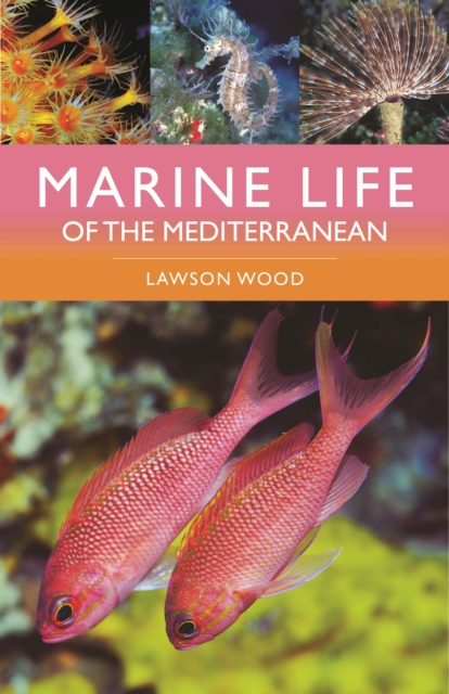 Marine Life of the Mediterranean, Paperback / softback Book