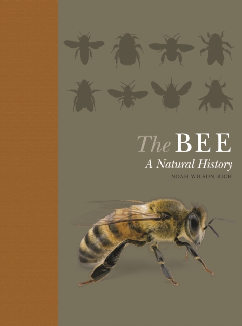 The Bee : A Natural History, PDF eBook