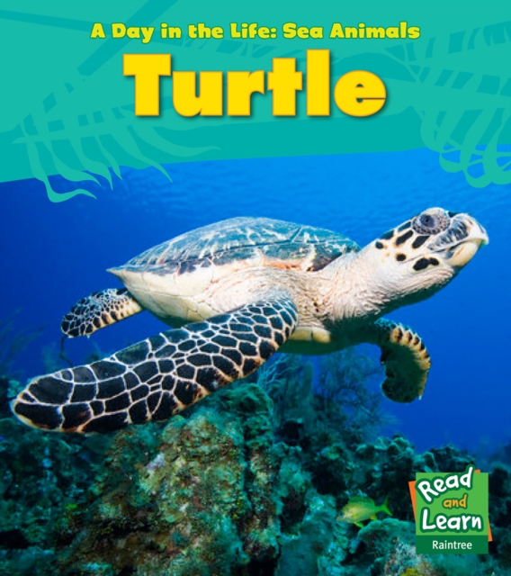 Sea Turtle, Hardback Book