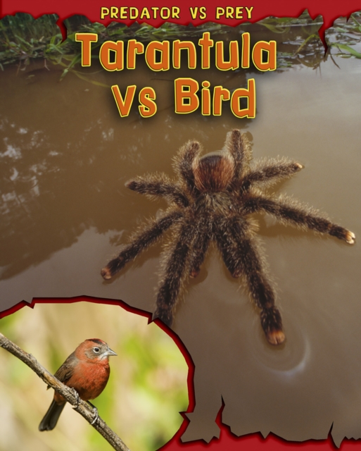 Tarantula vs Bird, Hardback Book
