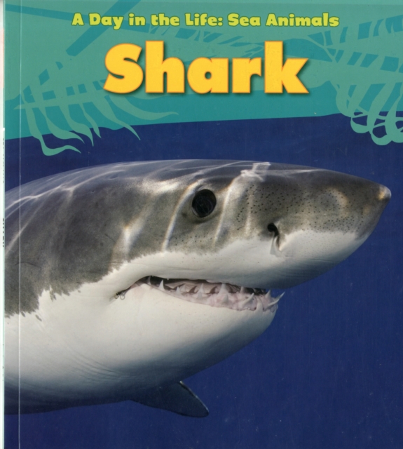 Shark, Paperback Book