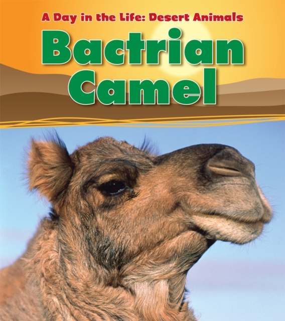 Bactrian Camel, Paperback / softback Book