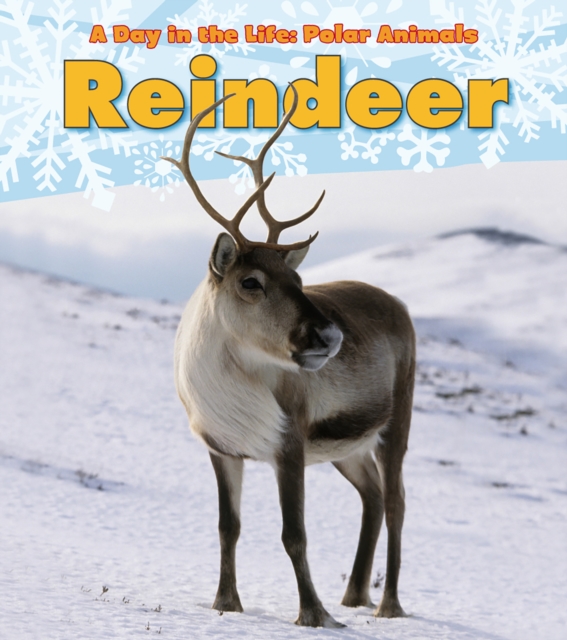 Reindeer, Hardback Book