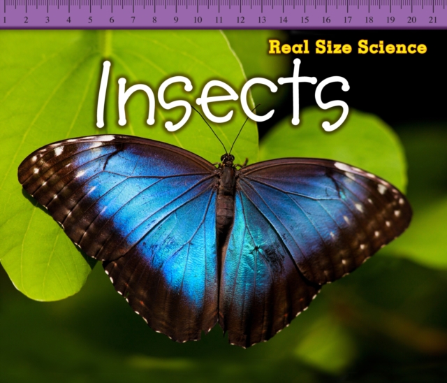 Insects, Hardback Book