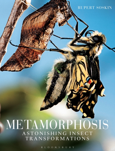 Metamorphosis : Astonishing Insect Transformations, Hardback Book