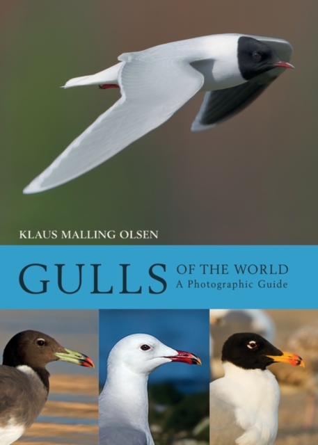 Gulls of the World : A Photographic Guide, Hardback Book