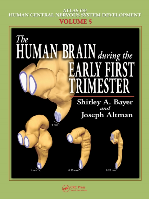 The Human Brain During the Early First Trimester, PDF eBook
