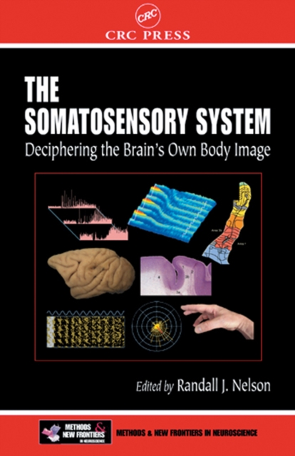 The Somatosensory System : Deciphering the Brain's Own Body Image, PDF eBook