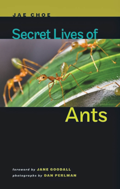 Secret Lives of Ants, EPUB eBook