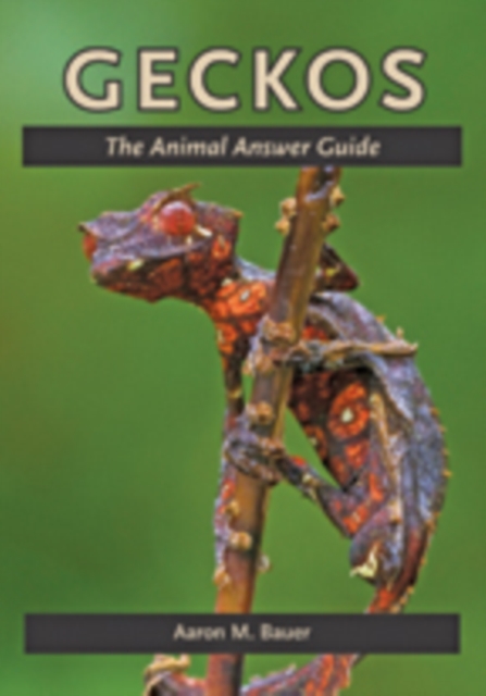 Geckos : The Animal Answer Guide, Paperback / softback Book