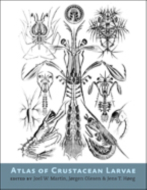 Atlas of Crustacean Larvae, Hardback Book