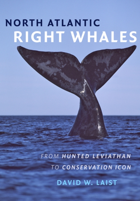 North Atlantic Right Whales : From Hunted Leviathan to Conservation Icon, Hardback Book