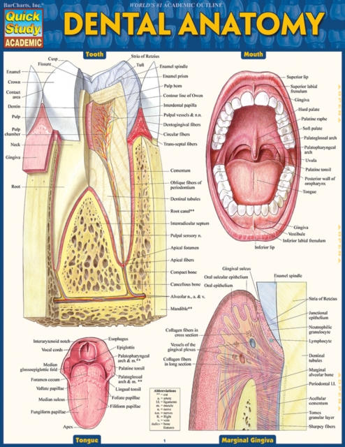 Dental Anatomy, PDF eBook