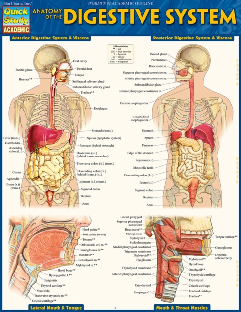 Anatomy of the Digestive System : QuickStudy Reference Guide, PDF eBook
