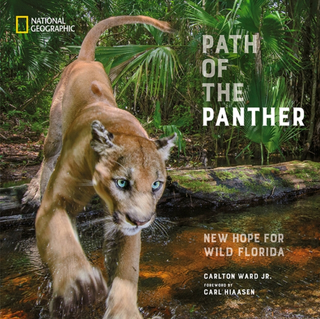 Path of the Panther : New Hope for Wild Florida, Hardback Book
