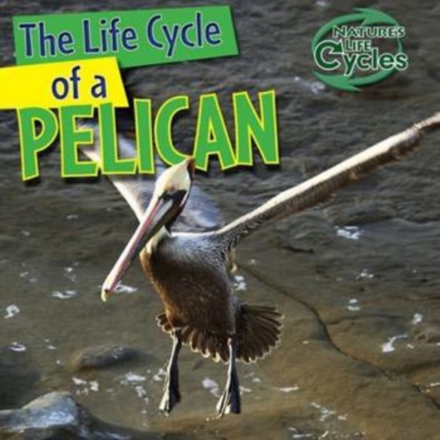 The Life Cycle of a Pelican, PDF eBook
