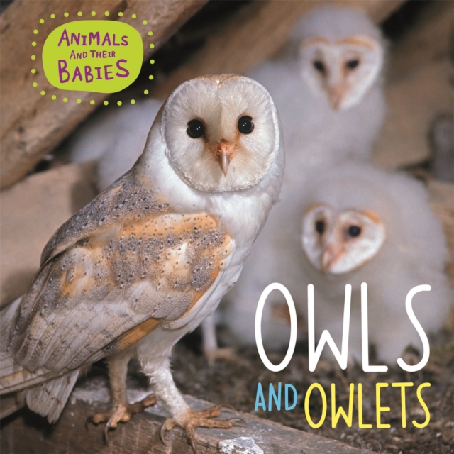 Animals and their Babies: Owls & Owlets, Paperback / softback Book
