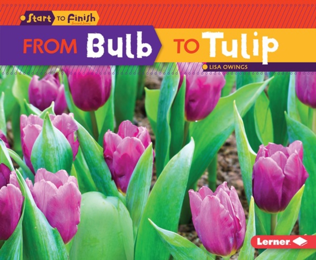 From Bulb to Tulip, PDF eBook