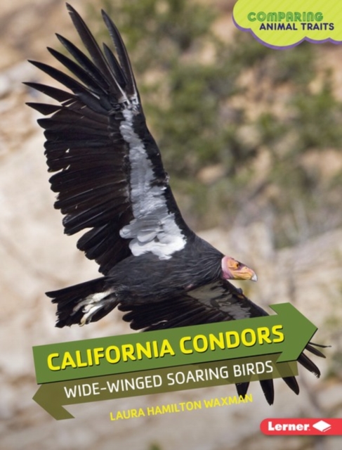 California Condors : Wide-Winged Soaring Birds, PDF eBook