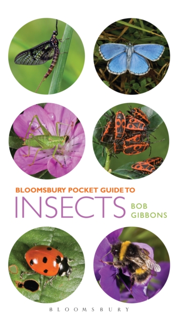 Pocket Guide to Insects, Paperback / softback Book