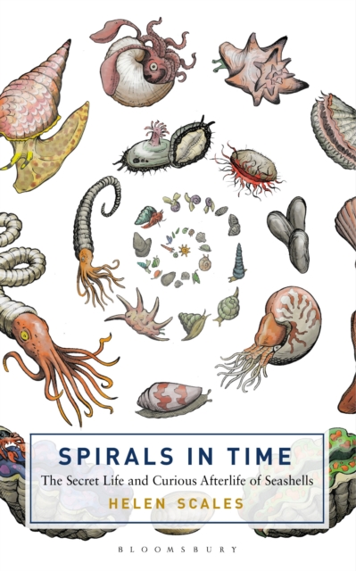 The Spirals in Time : The Secret Life and Curious Afterlife of Seashells, Hardback Book