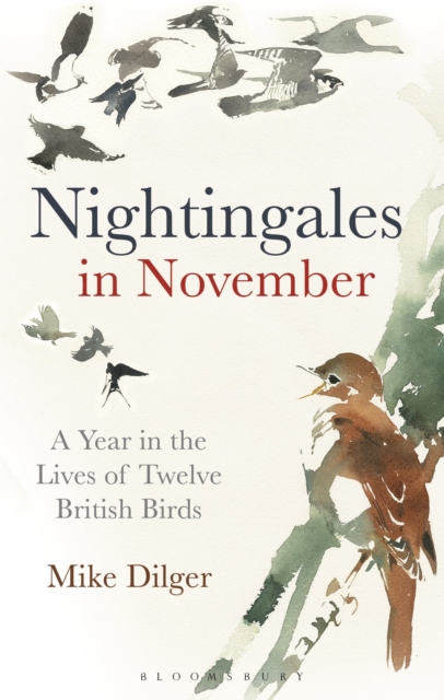 Nightingales in November : A Year in the Lives of Twelve British Birds, Hardback Book