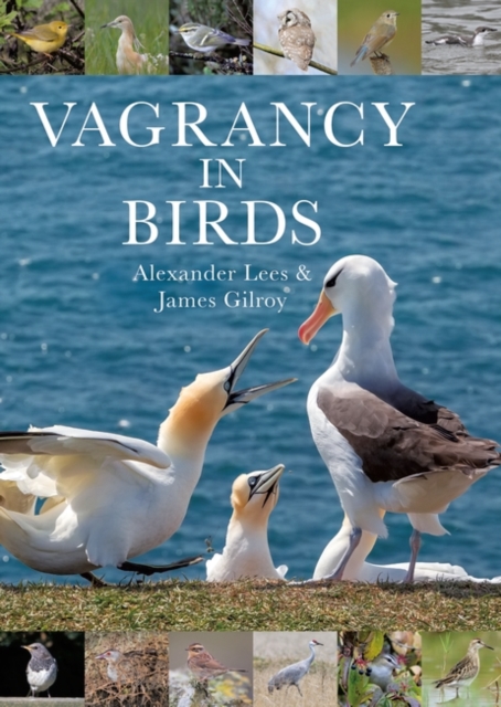 Vagrancy in Birds, Hardback Book