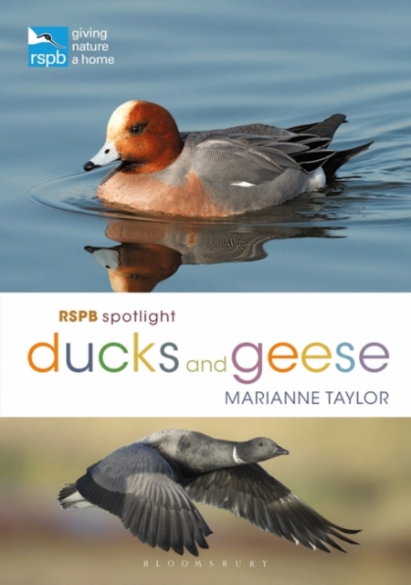 RSPB Spotlight Ducks and Geese, PDF eBook