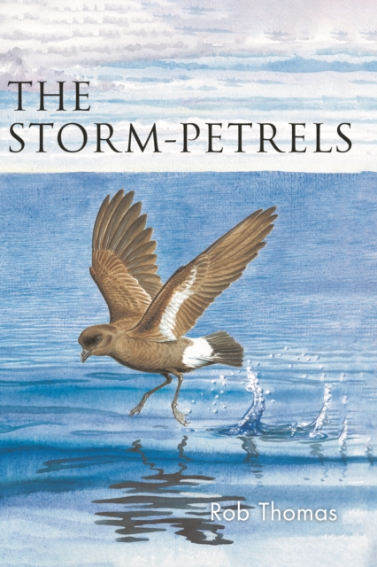 The Storm-petrels, Paperback / softback Book