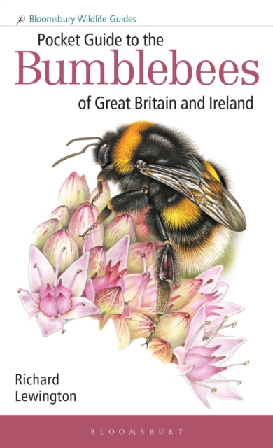 Pocket Guide to the Bumblebees of Great Britain and Ireland, Paperback / softback Book