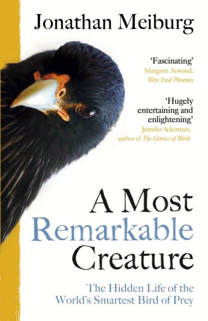 A Most Remarkable Creature : The Hidden Life and Epic Journey of the World s Smartest Bird of Prey, EPUB eBook