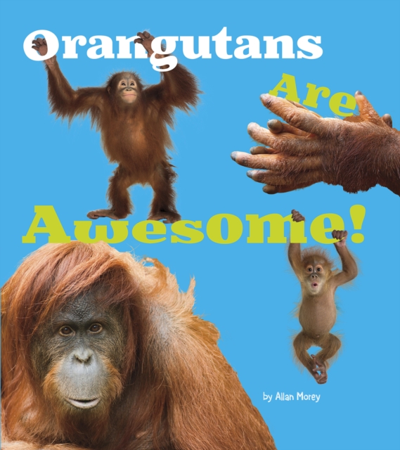 Orangutans Are Awesome!, Hardback Book