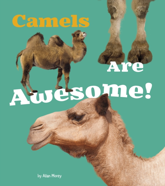 Camels Are Awesome!, Paperback / softback Book