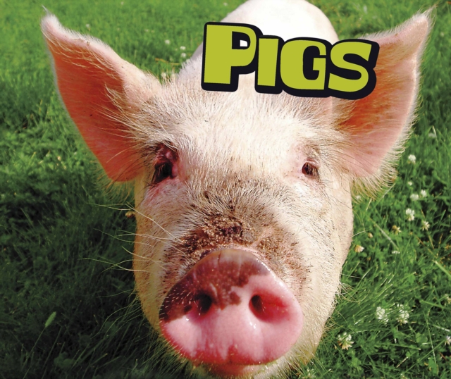 Pigs, Hardback Book