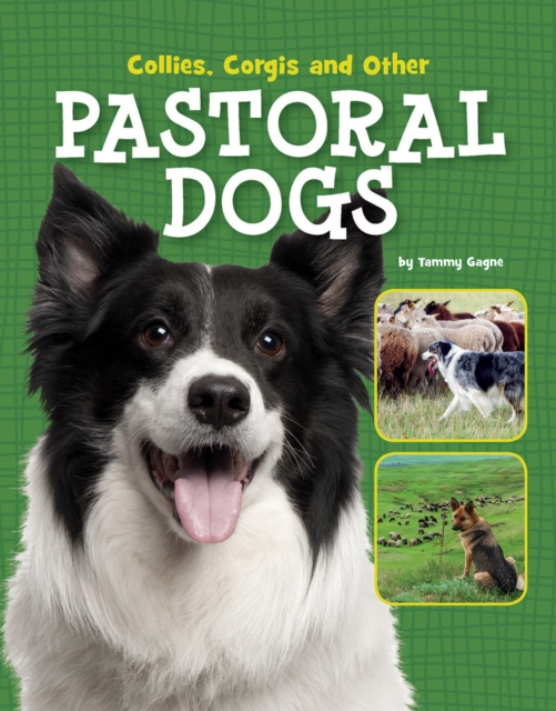 Collies, Corgis and Other Pastoral Dogs, Paperback / softback Book
