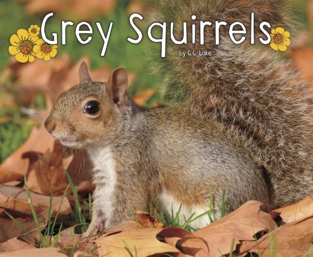Grey Squirrels, Paperback / softback Book