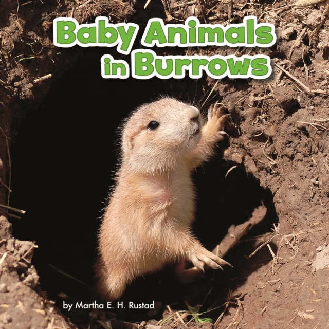Baby Animals in Burrows, Hardback Book