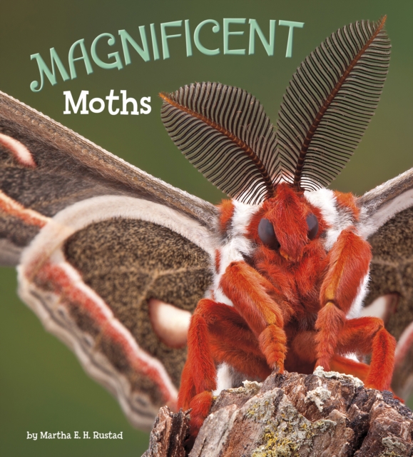 Magnificent Moths, Hardback Book