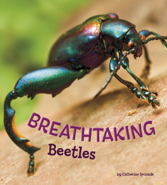Breathtaking Beetles, Paperback / softback Book